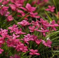 evenementfoto, Rhodohypoxis in de kijker